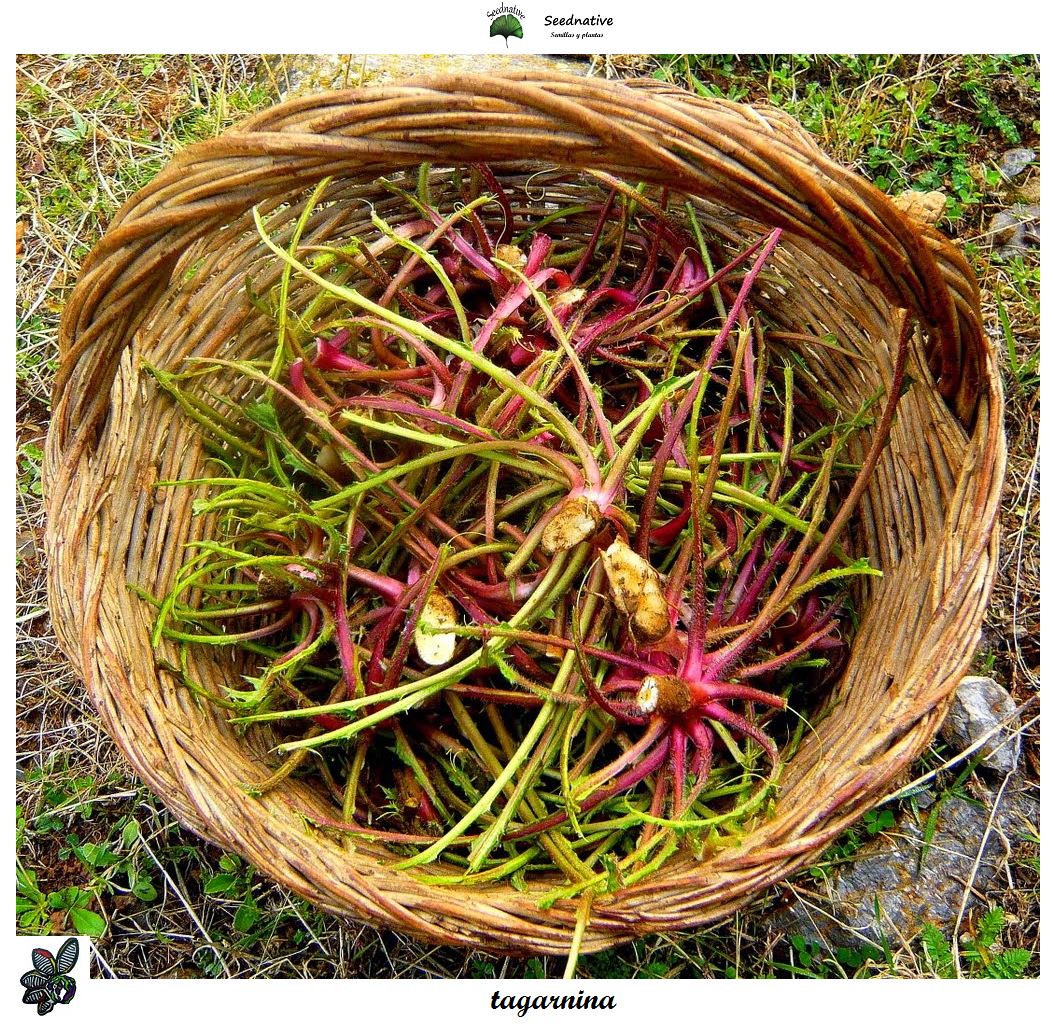 Tagarnina Scolymus Hispanicus 100 Seeds Seeds