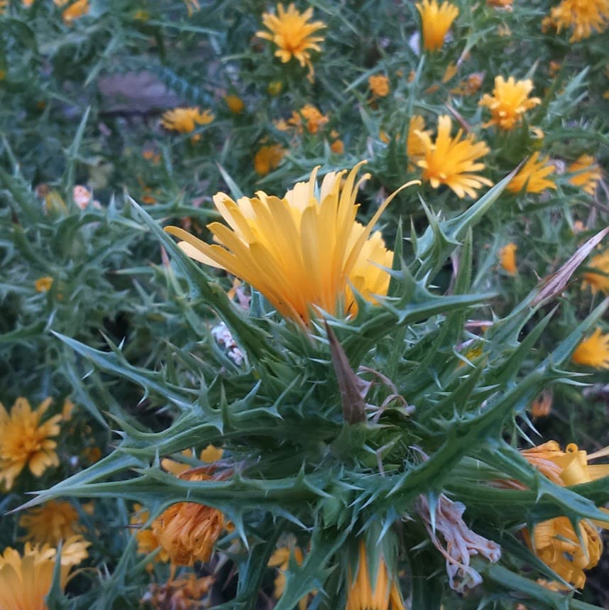 Tagarnina Scolymus Hispanicus 100 Seeds Seeds