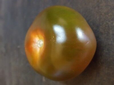 Tagarnina Scolymus Hispanicus 100 Seeds Seeds