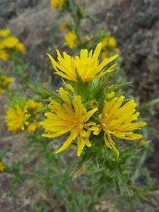Tagarnina Scolymus Hispanicus 100 Seeds Seeds