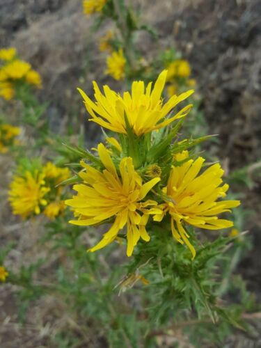 Tagarnina Scolymus Hispanicus 100 Seeds Seeds
