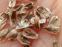 Tagarnina Scolymus Hispanicus 100 Seeds Seeds